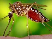 Ученые обнаружили новый способ для борьбы с комарами 