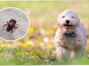 Як знайти кліща на собаці