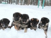 В Украине "несут службу" около 1200 собак