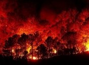 Эко-гель, который помогает предотвращать лесные пожары: новое изобретение