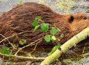 Бобр напал на уборщицу Дома культуры 