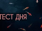 Узнайте свою слабую сторону с помощью визуального теста