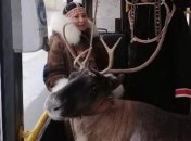У Норильську олень катався автобусом