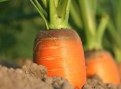 Сроки посадки моркови