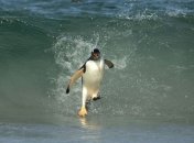 Пингвины-серферы (Фото)