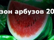 Как правильно выбрать арбуз (инфографика)