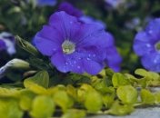 Петунія — справжня прикраса будинку чи саду