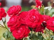 В Киеве посадят сотни тысяч роз