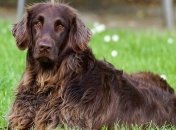 Четвероногие друзья: редкие породы собак, о которых мало кто знает