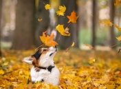 Прогноз погоды в Украине на 2 ноября: незначительное потепление, местами дожди