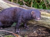 В зверофермах Дании обнаружены больные грызуны