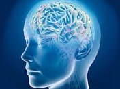 Найдена часть головного мозга, отвечающая за уникальность человека