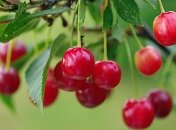 как защитить урожай ягод от птиц