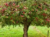 Создан робот для сборки урожая яблок 