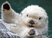 Бобры помогли людям