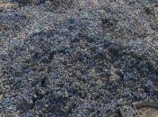 На горе Арафат во время хаджа у одной из мусульманок родился ребенок