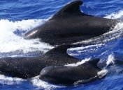 Ученые обнаружили диалект в "речи" черных дельфинов