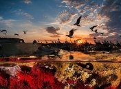 Невероятные снимки, сделанные на стыку подводного и земного миров (Фото) 