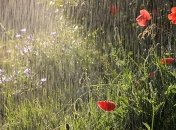 Немного потеплеет: в Украине до конца мая прогнозируют дожди