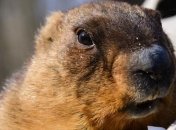 Харьковский сурок Тимка предсказал приход весны