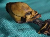 Ученые выяснили происхождение гуманоида из Атакамы