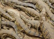 Австралии угрожает нашествие крокодилов