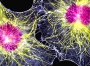 Ученые: Стволовые клетки для лечения начнут выпускать на фабриках