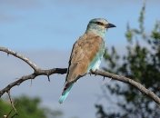 Ученые обнаружили "биокомпас" в глазах у птиц