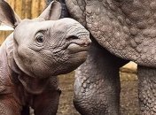 Премьер-министр Венгрии "усыновил" носорога