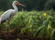Аист всегда был символом благополучия