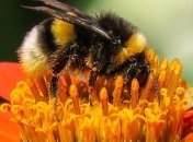 Ученые обнаружили, что растения оказались способны слышать своих опылителей