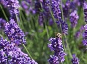 Июль закончится жарой и грозами: погода до конца месяца 