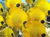 В отеле Burj Al Arab новый аквариум