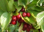 Целебные свойства кизила