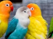 Россия "задержала" 12 попугаев в поезде "Киев-Москва"