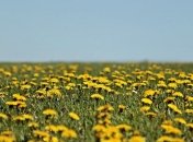 Приметы и обряды на 9 августа –День Пармена и Прохора