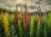 Бур’яни продовжують рости попри все