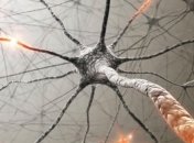 Ученым удалось остановить разрушение клеток мозга