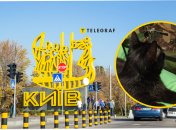 Находка в Киеве