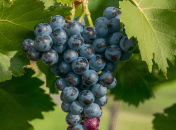 За виноградом нужно правильно ухаживать (изображение создано с помощью ИИ)