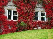 Які рослини небезпечні для дому