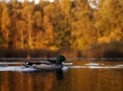 В Сиднее развели мост, чтобы пропустить утку 