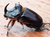 Ученые открыли самых живучих животных в истории Земли