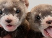 У биологов появился шанс спасти вымирающие виды животных  