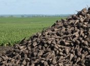 Начался сбор урожая сахарной свеклы