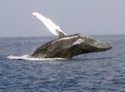 Как киты-горбачи незаметно подкрадываются к многочисленным косякам рыб: исследование биологов