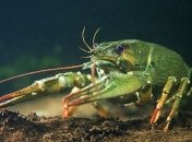 Ученые сделали необычное открытие о раках