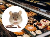 Мышку заметили в Белой Церкви