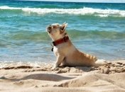 Прогноз погоды в Украине 2 августа: ожидается нереальная жара 