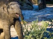 В Африке слон напал на автомобиль с туристами и ударил его (Видео)